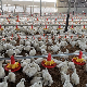 High Quality Automatic Chicken House Broiler Shed Poultry Farming/Farm Machine/Equipment