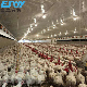 Agricultural Machinery Equipment Chicken Farm Broiler Equipment Floor Raising Broiler Feeding Pan