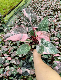 Philodendron Pink Princess Marble Tissue Culture/Young Plants