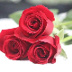 Direct Farm Supply Wholesale Fresh Flower Carola Rose