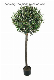 Artificial Olive Tree Bonsai Plant Potted for Home Decoration (48595)