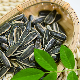 2022 Year Supply Sunflower Seeds Raw Chinese Wholesale Sunflower Seeds 361