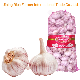 High Quality Fresh Normal White Garlic From Direct Chinese Farm