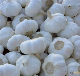  2017 New Crop Normal White Garlic