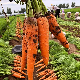 Chinese New Crop Shandong Carrot Coming