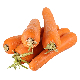 Fresh Sweet Carrot with Good Price Fresh Carrot Ready for Sale