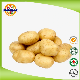 New Crop Fresh Holland Potato with Good Quality