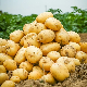 Chinese New Crop Selected Super Fresh Holland Potato Shandong Original