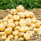  100% Natural Product Fresh Vegetables Fresh Potatoes for Sale