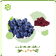 World Well-Being High Quality Black Currant Extract Supplier, Anthocyanidin, Anthocyanin