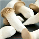 Frozen Sliced King Oyster Mushroom, Frozen Slices Pleurotus Eryngii