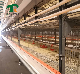  Automatic Egg Poultry Farm Ventilation Feeding Layer Broiler Chicken Cage Ventilation Exhaust Fan Equipment