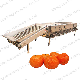 Custom Round Shape Fruit Sorting & Grader Apple Orange Sorting Grading Machine Price