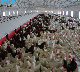 Prefabricated House Chicken Farm Design Broilers Drinking Feeder Pan System