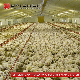 Chicken Auto Feeding Feeders Automatic Broiler Raising System