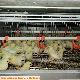 Automatic Day-Old Baby Chick Bird Cage for Pullet Chicken House manufacturer