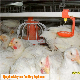 Automatic Pan Feeder Broiler Cage Line for Poultry Farm manufacturer