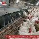 Auto Pan Feeder Poultry Farm Floor Raising System for Breeder