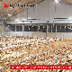 Automatic Chicken Raising System Floor Raising Equipment