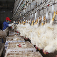  1000bph Chicken Slaughterhouse Line Poultry Slaughtering Equipment