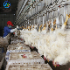 Poultry Slaughtering Equipment Chicken Plucker Machine Abattoir Equipment