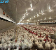 Poultry Farm House Agricultural Machinery Fully Automatic Flat Rearing