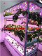 40′ Shipping Container Hydroponics System Leafy Vegetable Farming manufacturer