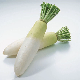  Chinese Fresh White Radish Manufacture From Supplying All The Year Round