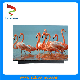  15.6inch 4K Amoled / Full Color OLED Display 2160*3840 Resolution for Laptop / Notebook, Super Thin