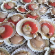 Wholesale Frozen Great Quality Half Shell Scallop manufacturer