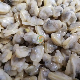 New Season Frozen Boiled Clam (Ruditapes philippinarum) manufacturer