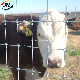 in Stock Fence Roll Cow Horse Cattle Garden Farm Field Protective Boundary Fence Mesh Hot DIP Galvanized Steel