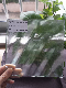 3-8mm Clear and Tinted Textured Glass Sheets